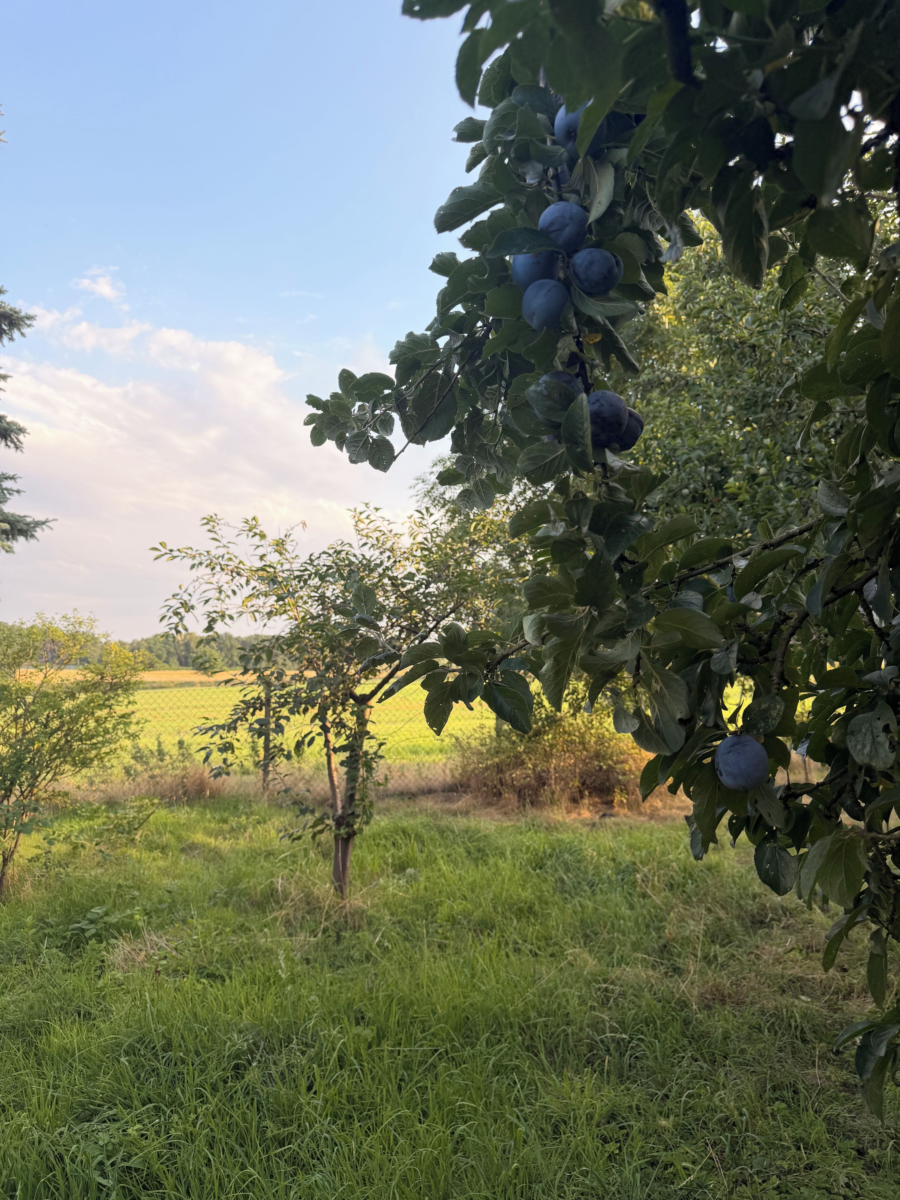 A lush orchard with ripe plums on the trees.