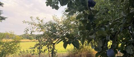 A lush orchard with ripe plums on the trees.