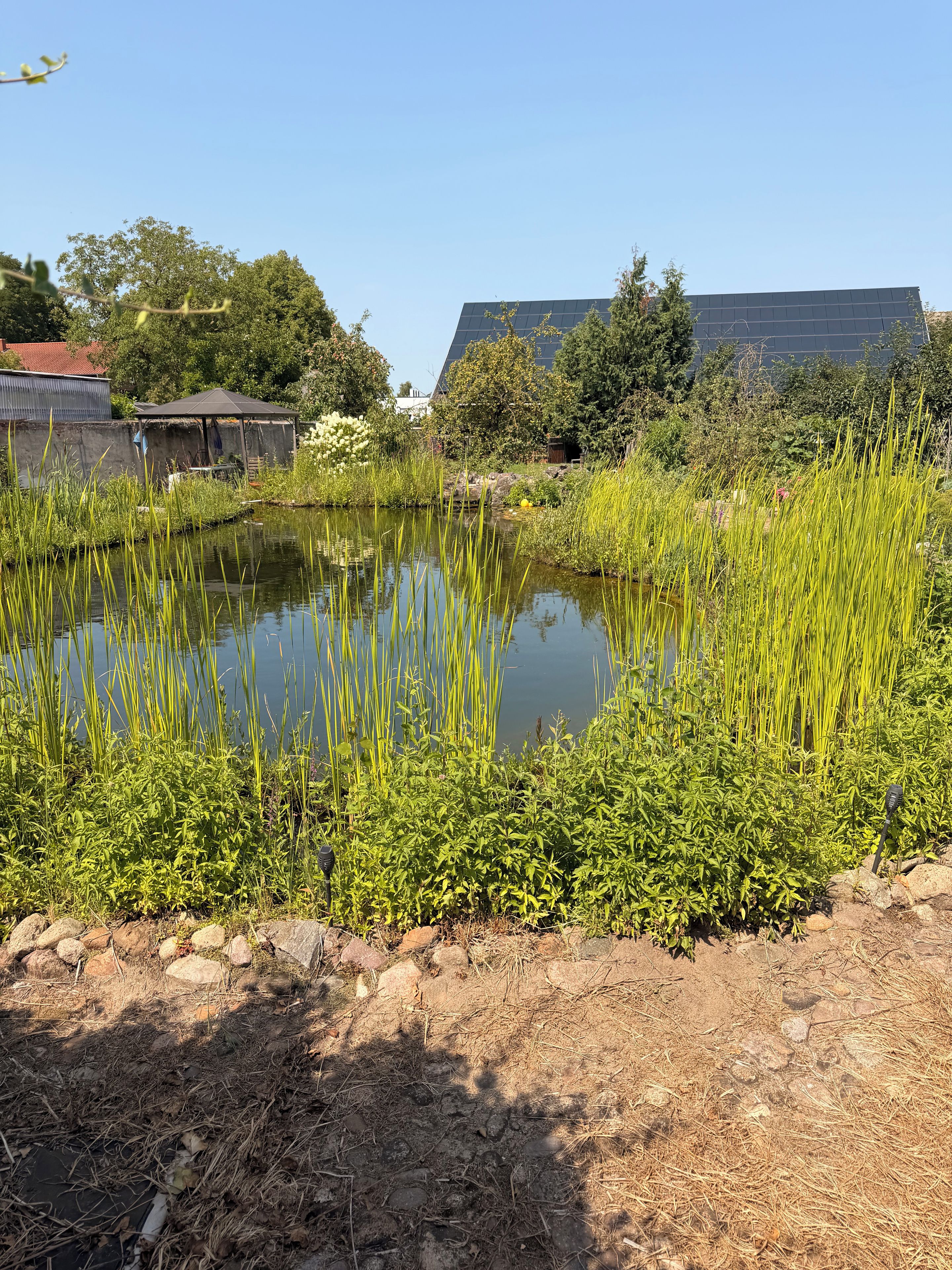 A pond surrounded by greenery, a building with a sloped roof, and a clear sky.