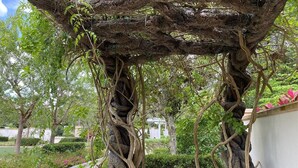 Un albero con radici e rami contorti in un'area giardino curata.