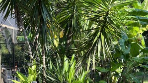 A lush garden with various tropical plants, including large-leafed species and palm-like plants.