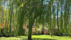 A tree with yellow flowers in a grassy area. - Affittacamere Ca' de Mazapedar (Lugo)