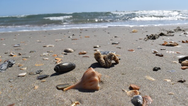 Een strand met diverse schelpen en stenen in het zand.