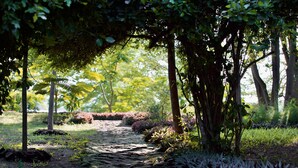 Un camí de pedra en un jardí ple d'arbres i arbustos.