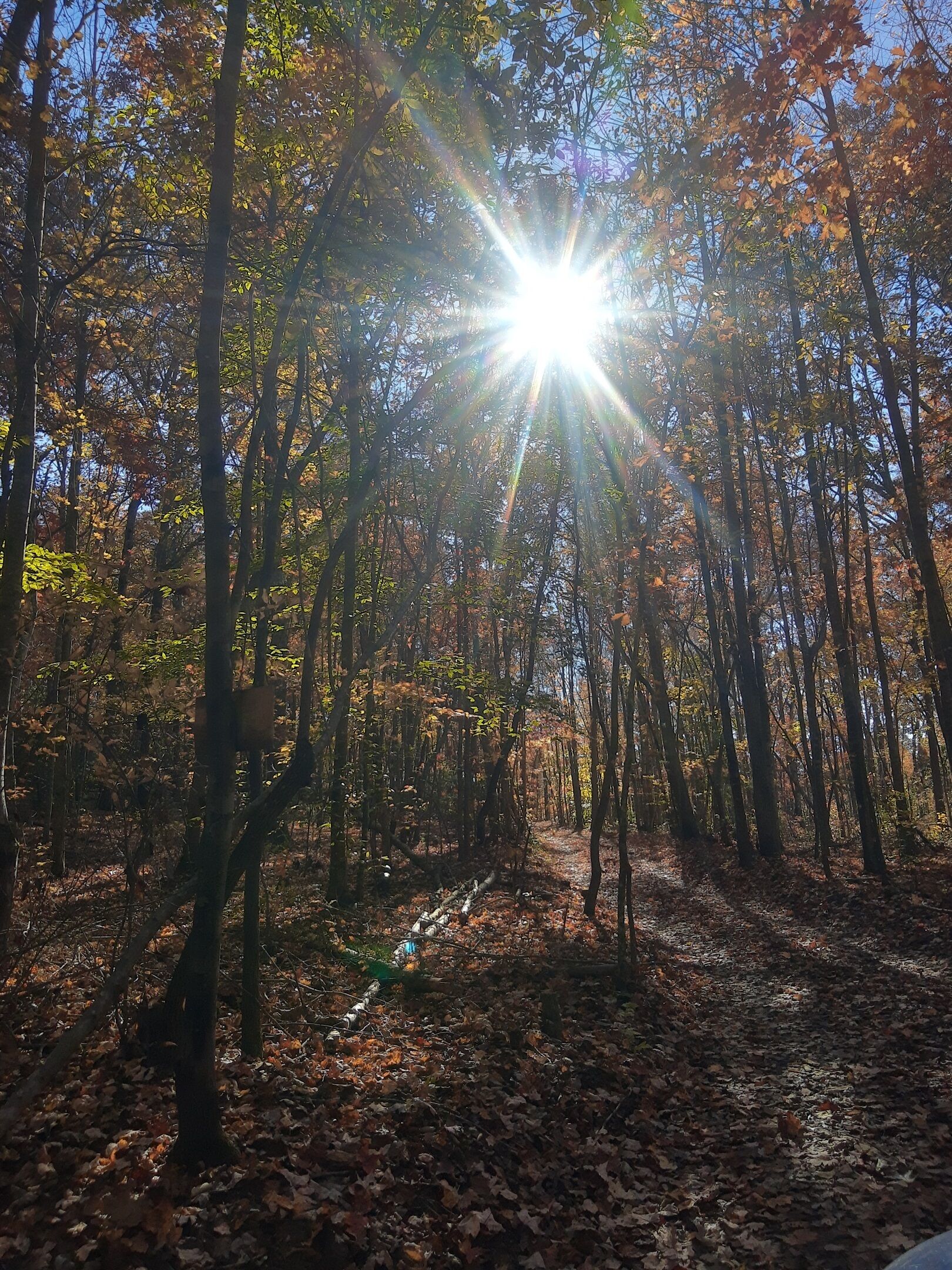 A forest path with sunlight filtering through trees.