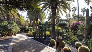 A garden with various cacti and palm trees, a gravel path, and a wooden bench.