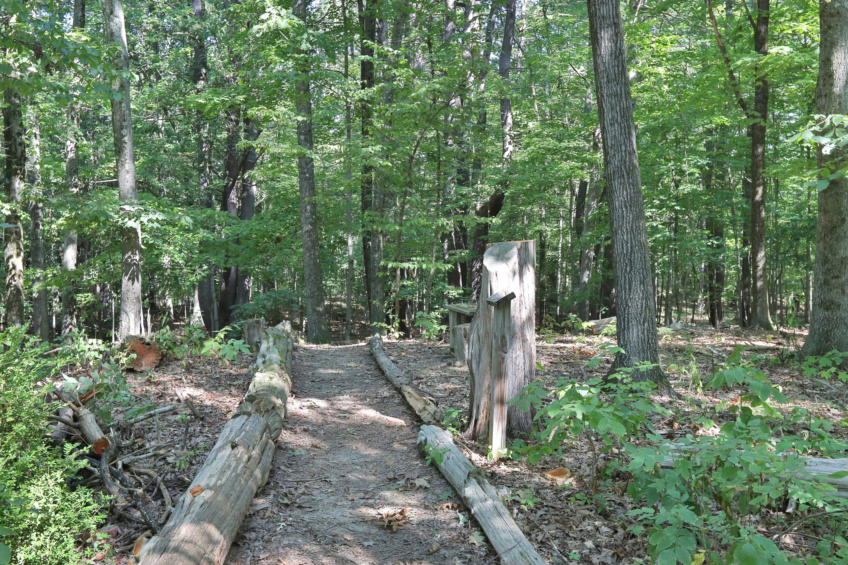 Un'area boschiva con un sentiero sterrato che si inoltra tra gli alberi.