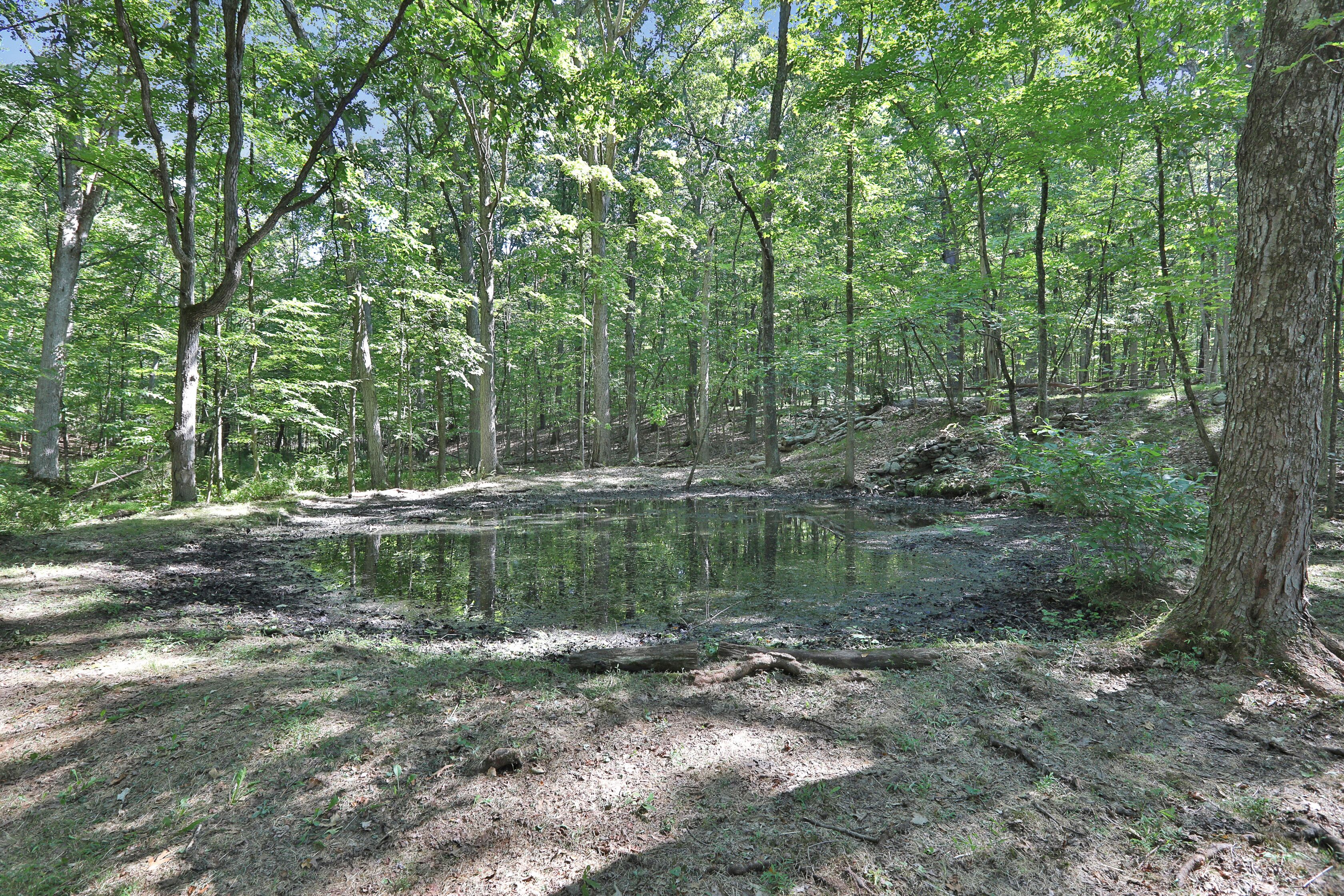 A forested area with a pond and trees.