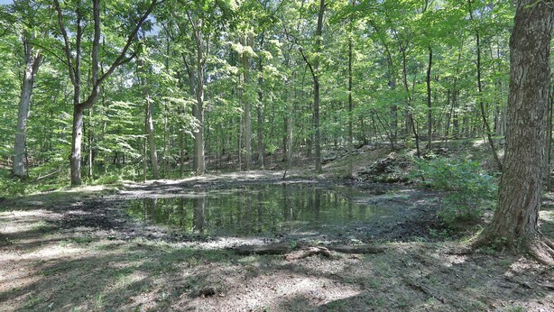 A forested area with a pond and trees. - Moondance Ridge Bed & Breakfast (New Paltz)