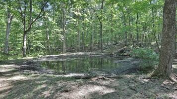 A forested area with a pond and trees.