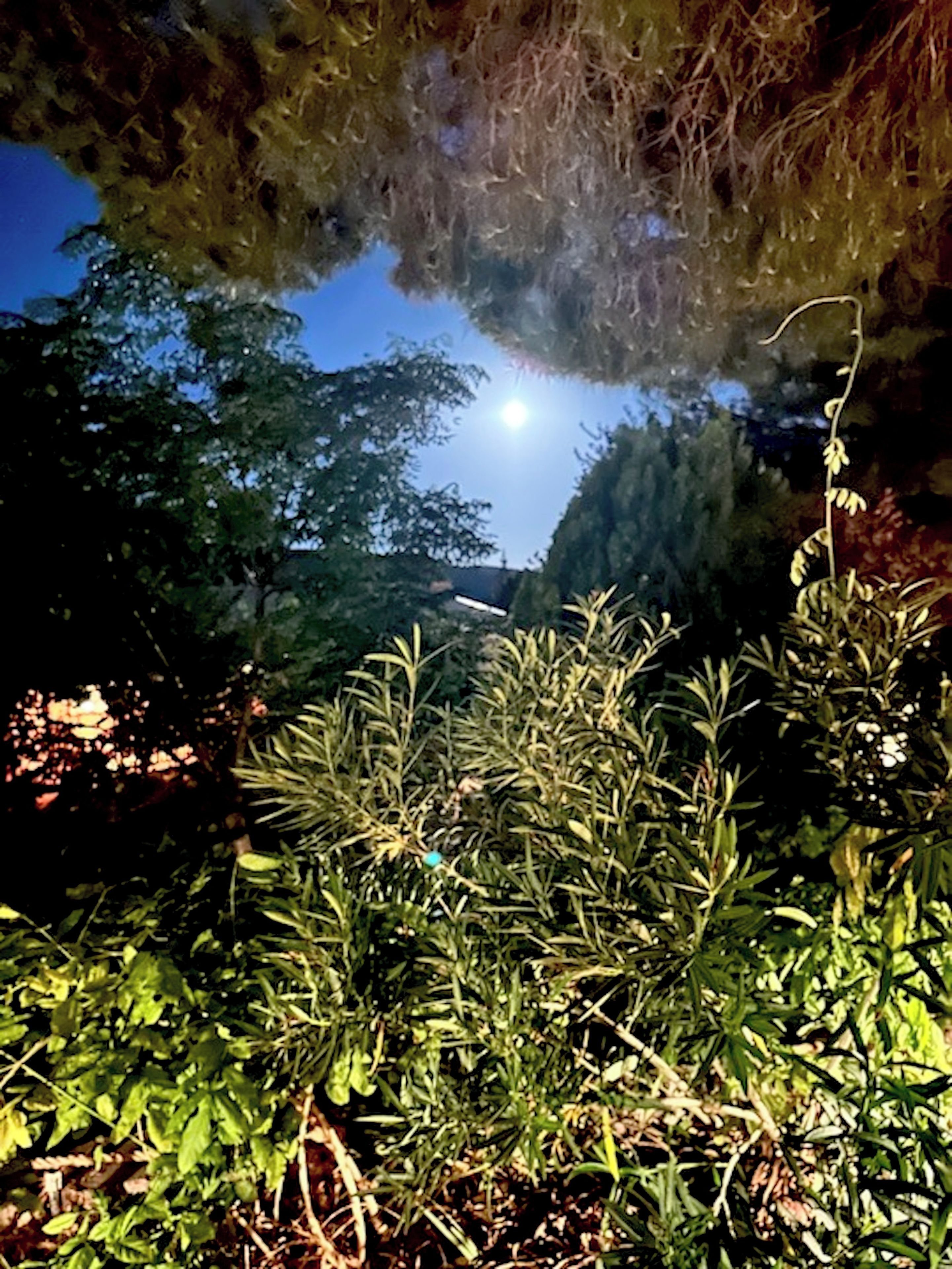 Eine naturnahe Umgebung mit dichtem Grün und blauem Himmel.