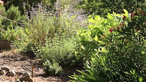 A garden with various plants and a small pond. - Professionally designed, centrally located to wineries and red rocks, premium bedding for a positive reset. Dogs Welcome. (Cornville)