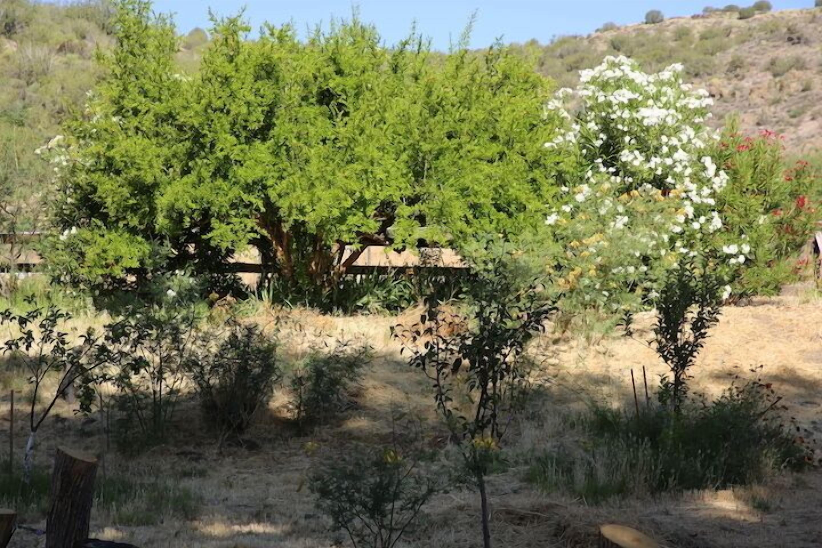 A garden with various shrubs and a tree with white flowers.