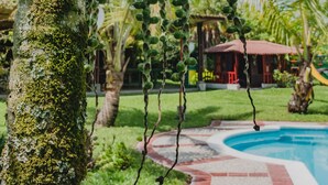 Area piscina con un percorso piastrellato, una palma e un gazebo sullo sfondo.