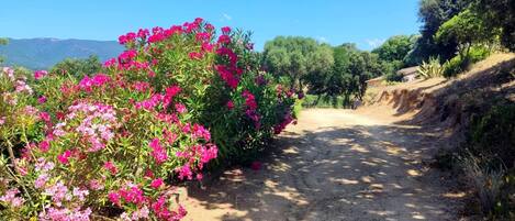 Terrein van de accommodatie