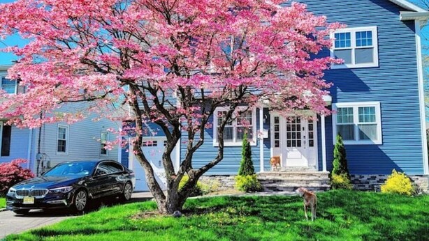 A house with a blue exterior, a tree with pink blossoms, a black car, and a dog on the lawn. - Charming Modern Farmhouse Suite (Kenilworth)