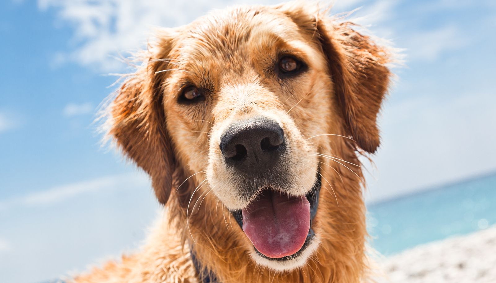 Une maison où les chiens sont les bienvenus, offrant une vue dégagée sur la plage et l’océan en toile de fond.