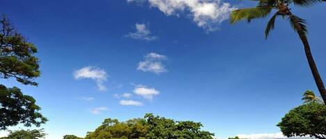 A clear sky with a few clouds, a grassy area with several trees, and a view of the ocean.