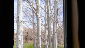 A window with a view of birch trees and a grassy field. - Yellowstone River Retreat in Big Timber, Montana!! A few minutes from Downtown. (Big Timber)