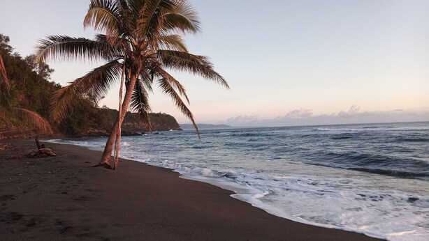 A beach with a palm tree and ocean waves.