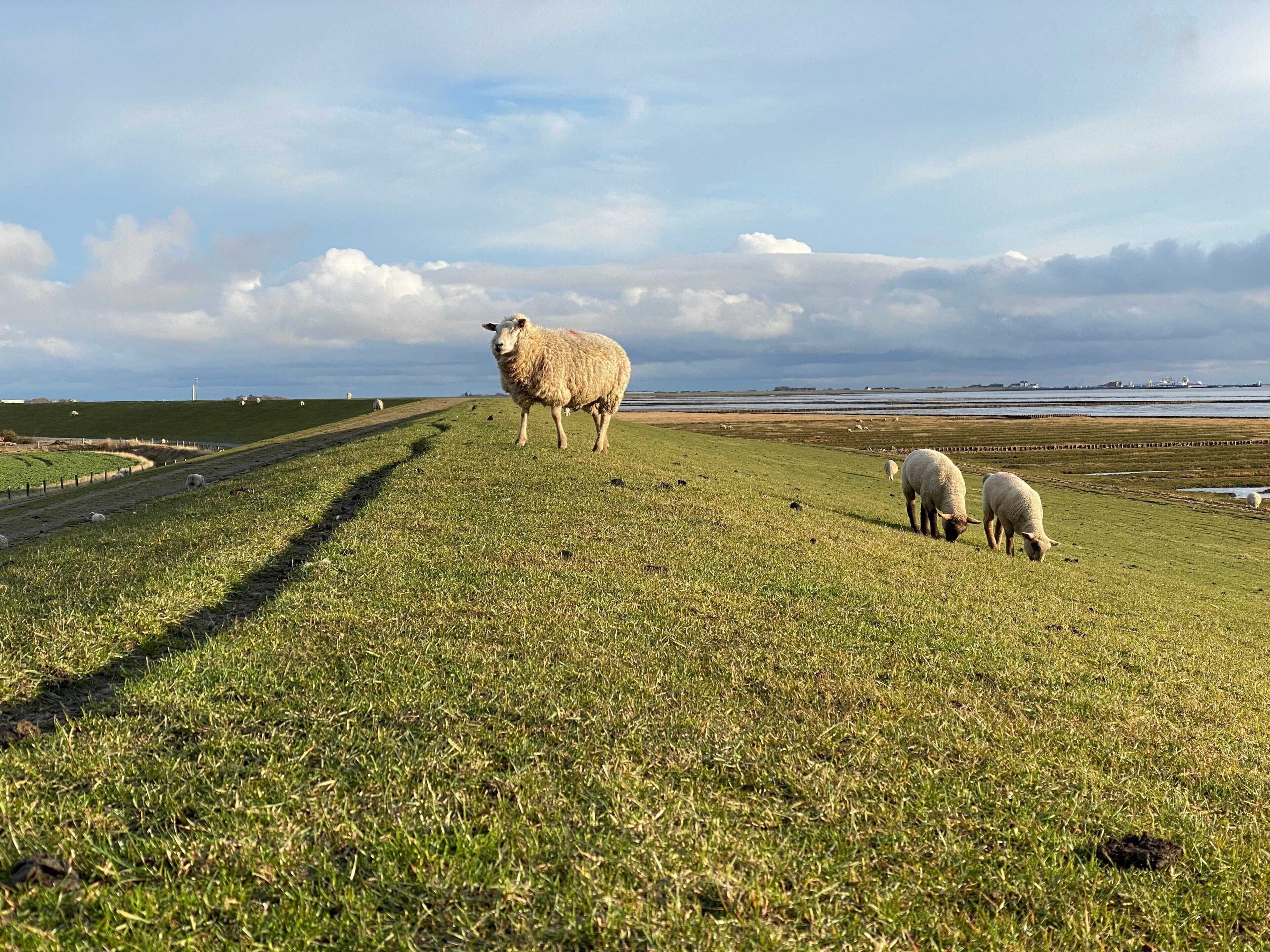 A grassy field with sheep grazing, a fence, and a distant body of water.