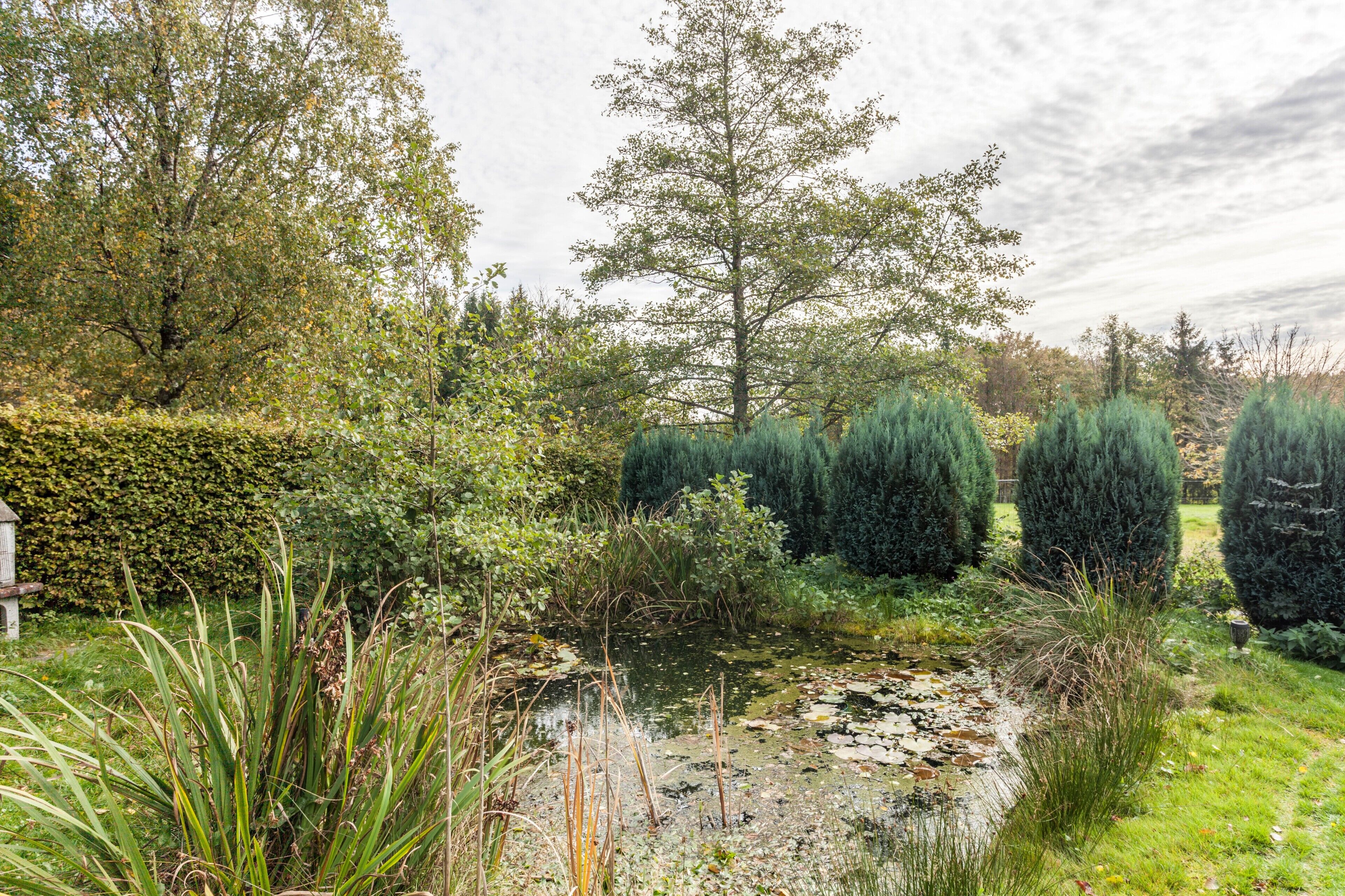 Ein Teich, umgeben von viel Grün und Bäumen.