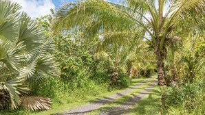 A narrow, unpaved path surrounded by lush greenery and palm trees.