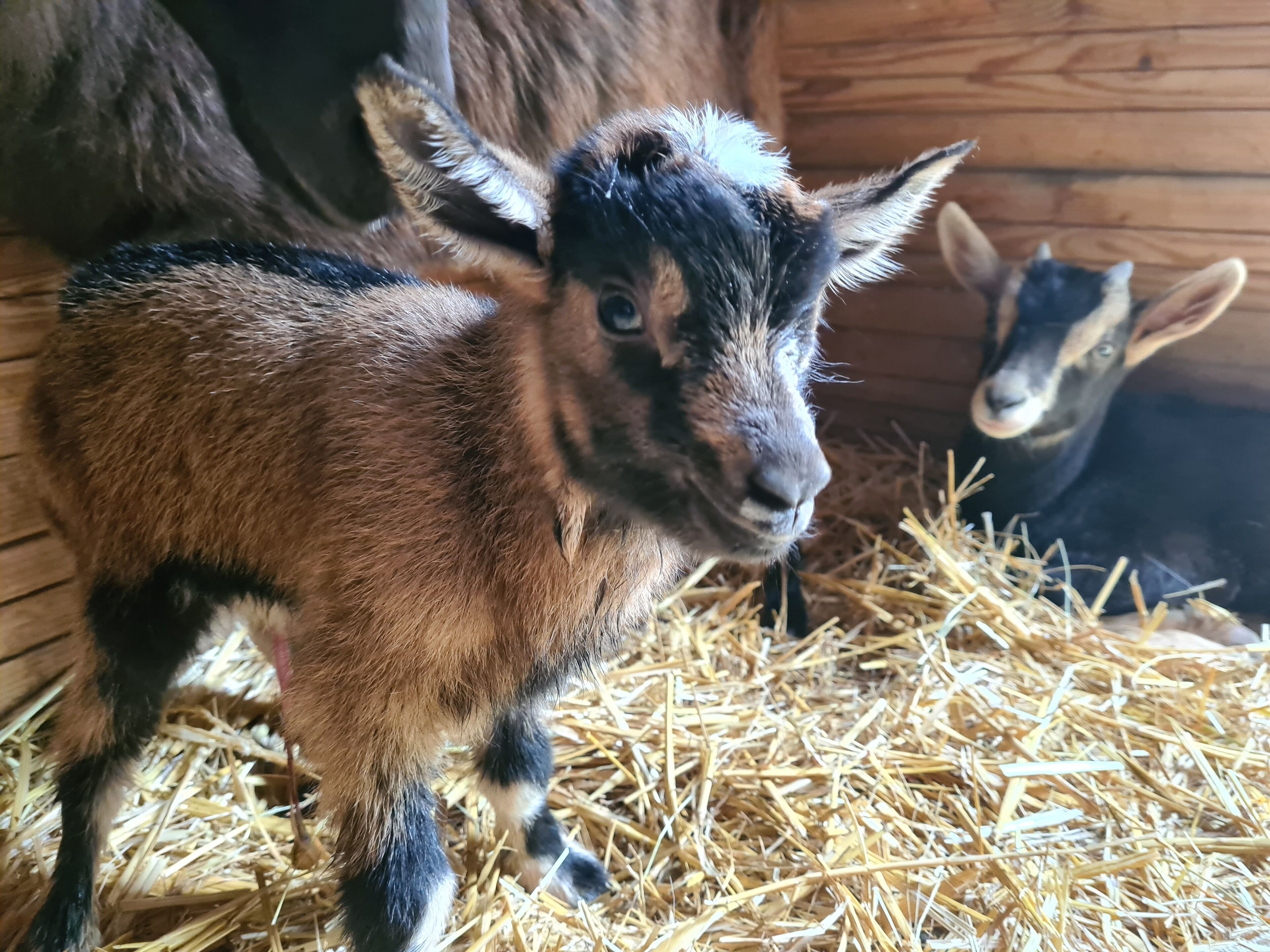 A goat in a wooden enclosure with straw bedding.