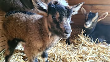 A goat in a wooden enclosure with straw bedding.