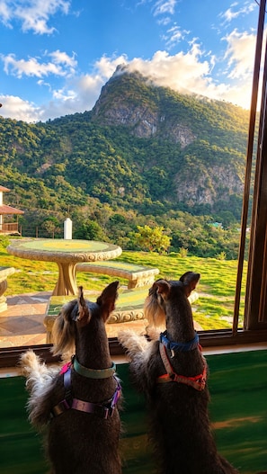 Dos perros mirando por la ventana un paisaje montañoso.