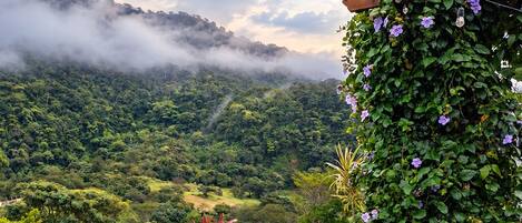 A lush green landscape with a wooden pergola and flowering plants.