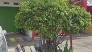 A building with a sign for 'Hisana' restaurant, a green gate, and a tree in the foreground.