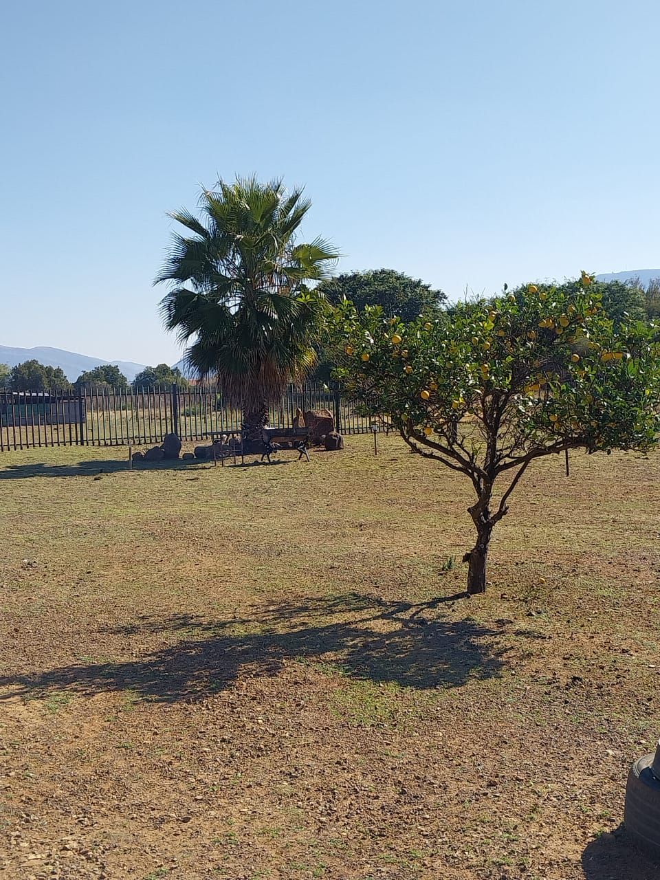 Un árbol en un campo seco y cubierto de hierba, con una cerca al fondo.