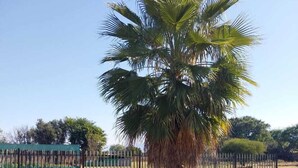A fenced outdoor area with a palm tree, picnic table, and benches. - Sweetafrica lodge (Hartbeespoort)