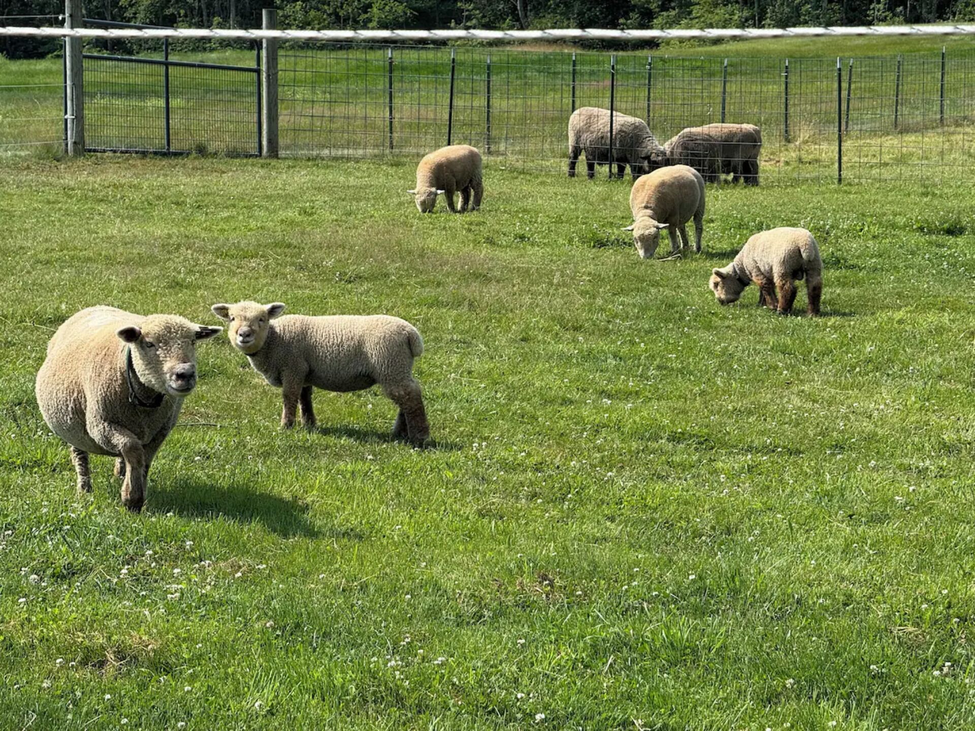 A grassy field with a fence and several sheep.