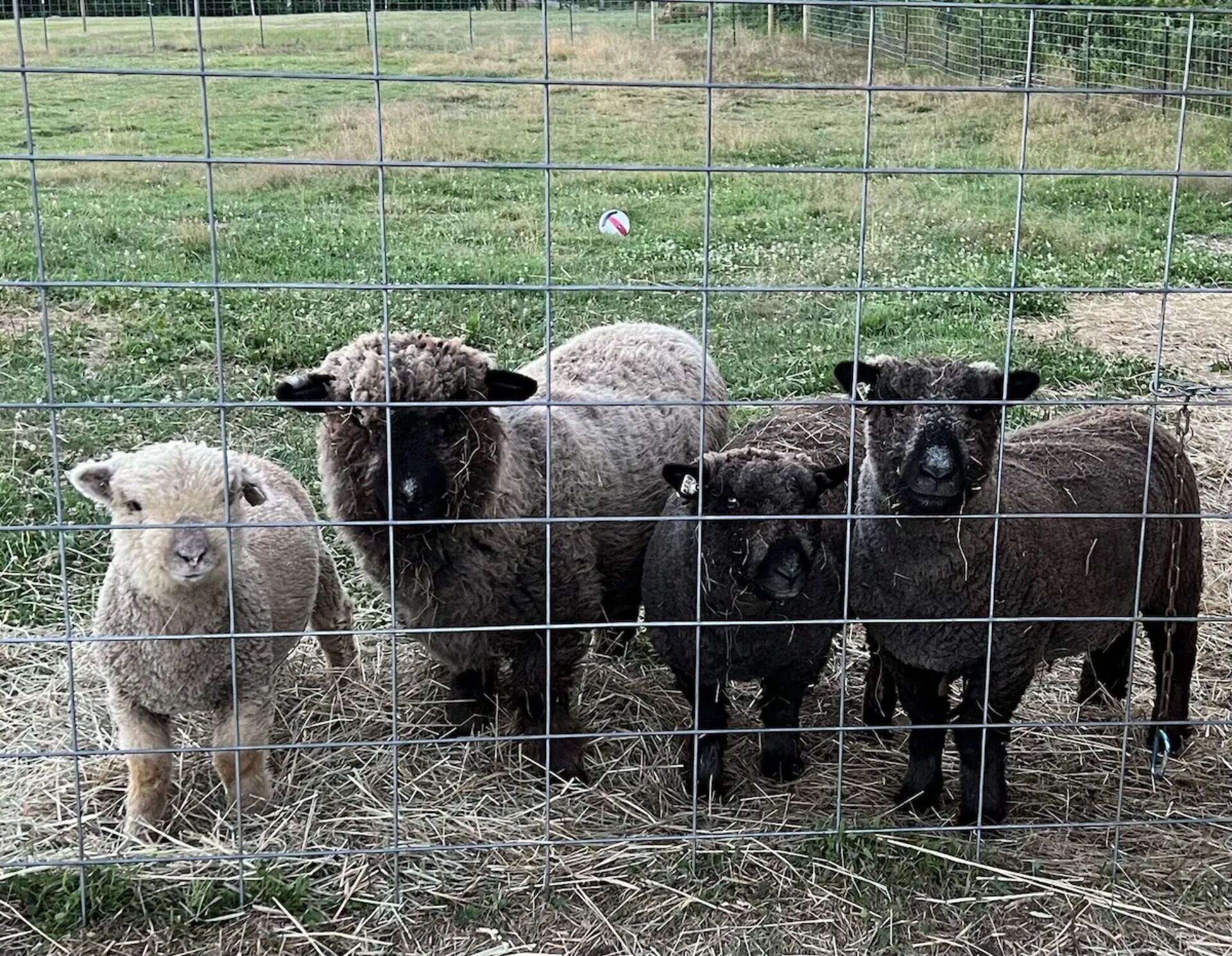 A fenced area with four sheep.
