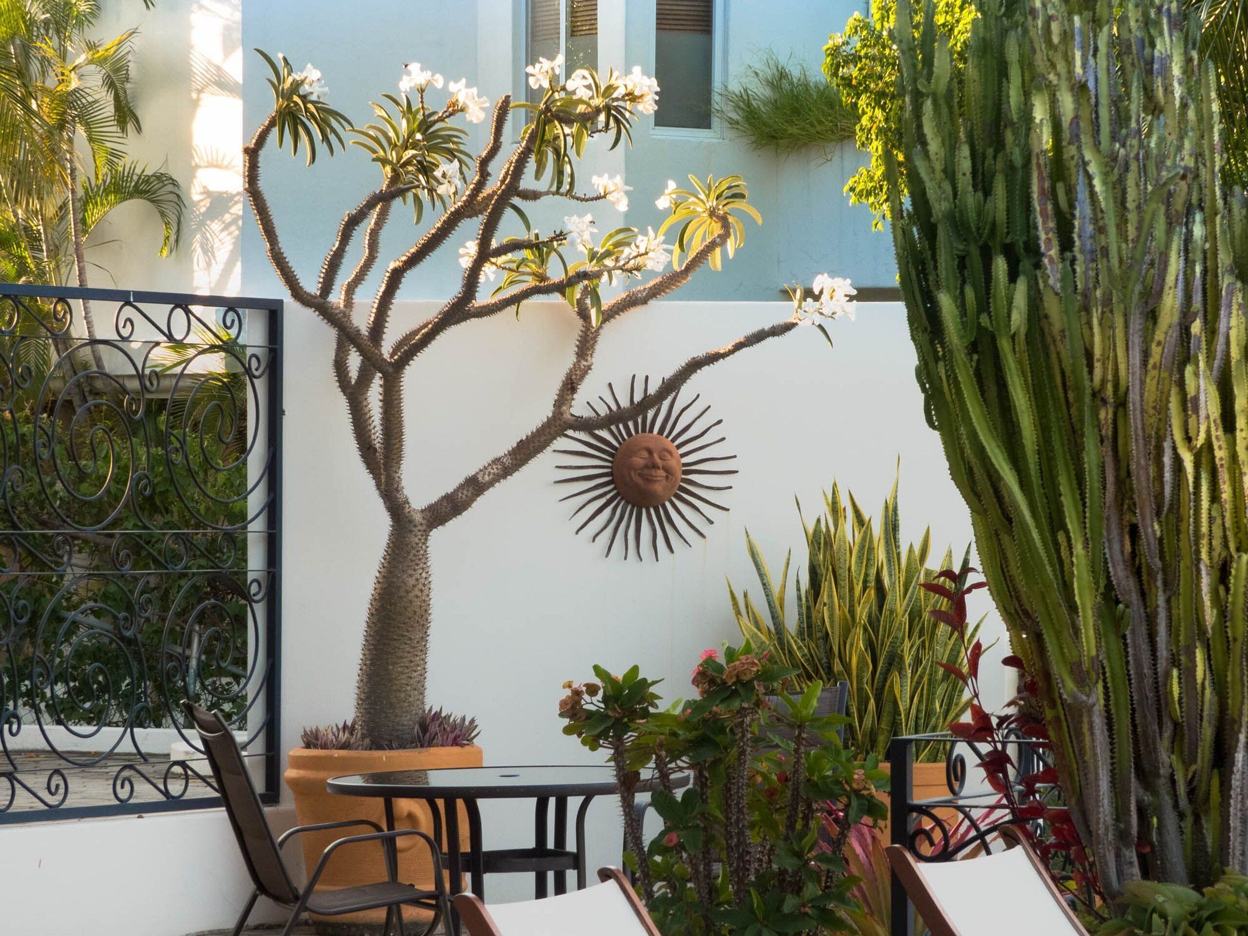 A cactus tree with white flowers, a sun-shaped wall decoration, and various other plants in a courtyard setting.