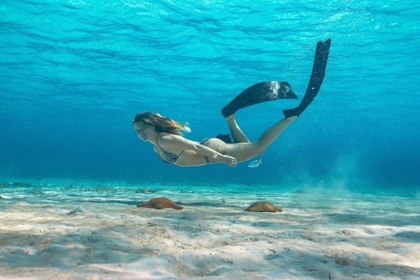 A diver underwater with fins, surrounded by a sandy seabed and marine life.