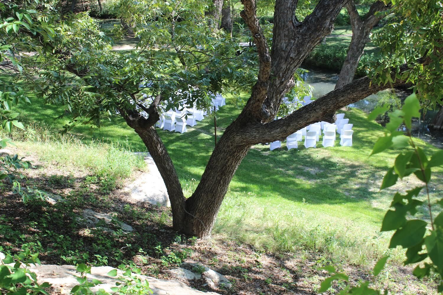 Un arbre avec une clôture blanche en arrière-plan.