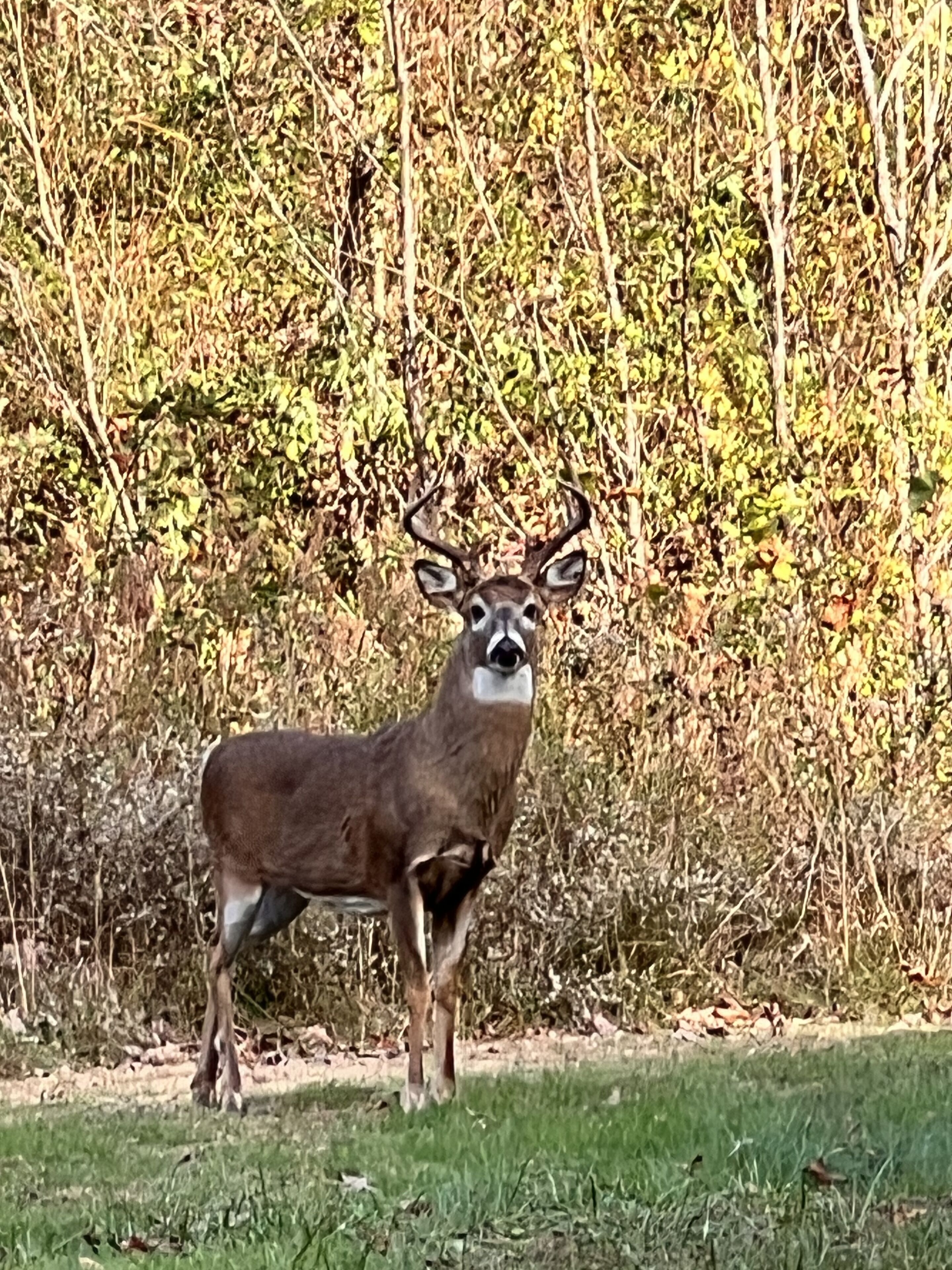A deer standing in a grassy area with leafless trees in the background.
