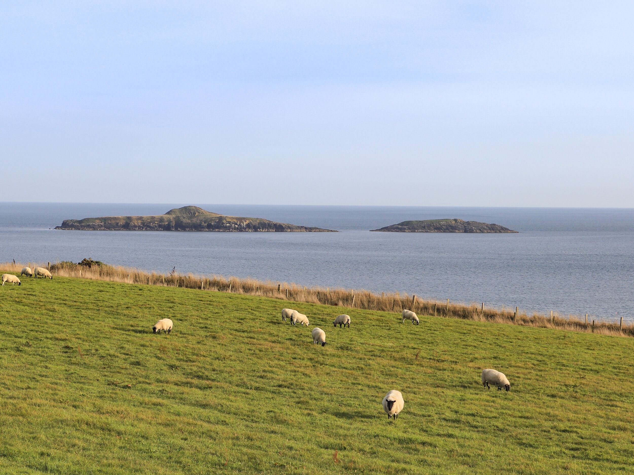 Een begroeiend veld met schapen die grazen, een waterpartij en twee eilandjes in de verte.