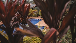 A pool with a tiled deck and a blue and white checkered roof, surrounded by lush greenery. - San PEREGRINO (Manizales)