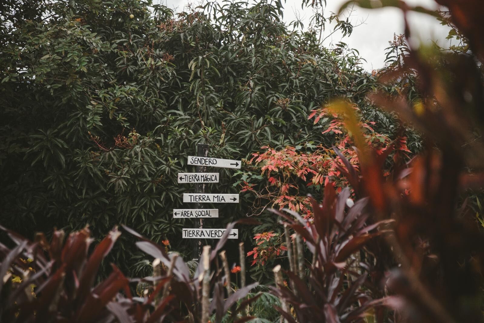 A directional signpost surrounded by dense foliage.