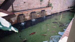 A pond with fish and a brick wall. - Recanto das Videiras - container (Itapira)