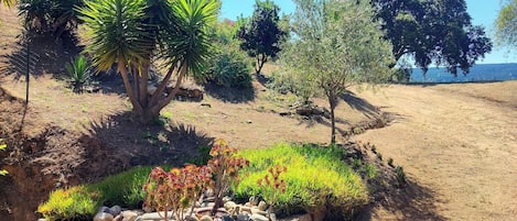 A landscaped garden with various plants, a stone border, and a view of the sea.