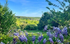 Un paysage luxuriant, avec une végétation dense et des fleurs violettes au premier plan, qui s’étend jusqu’à une colline boisée à l’arrière-plan.