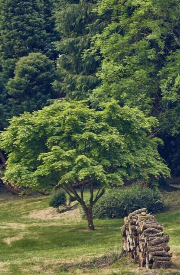 A tree with a stack of logs beside it.