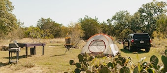 Twisted Oaks