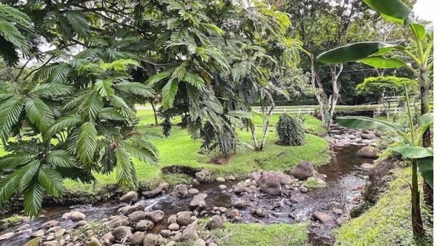 Un giardino con un ruscello, rocce e alberi diversi.
