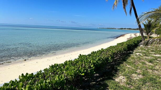 A beach with clear turquoise water, a sandy shore, and a palm tree.